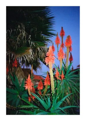 Untitled (from Espinho)