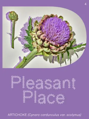 Image of Issue 4: Artichoke (Cynara cardunculus var. scolymus)