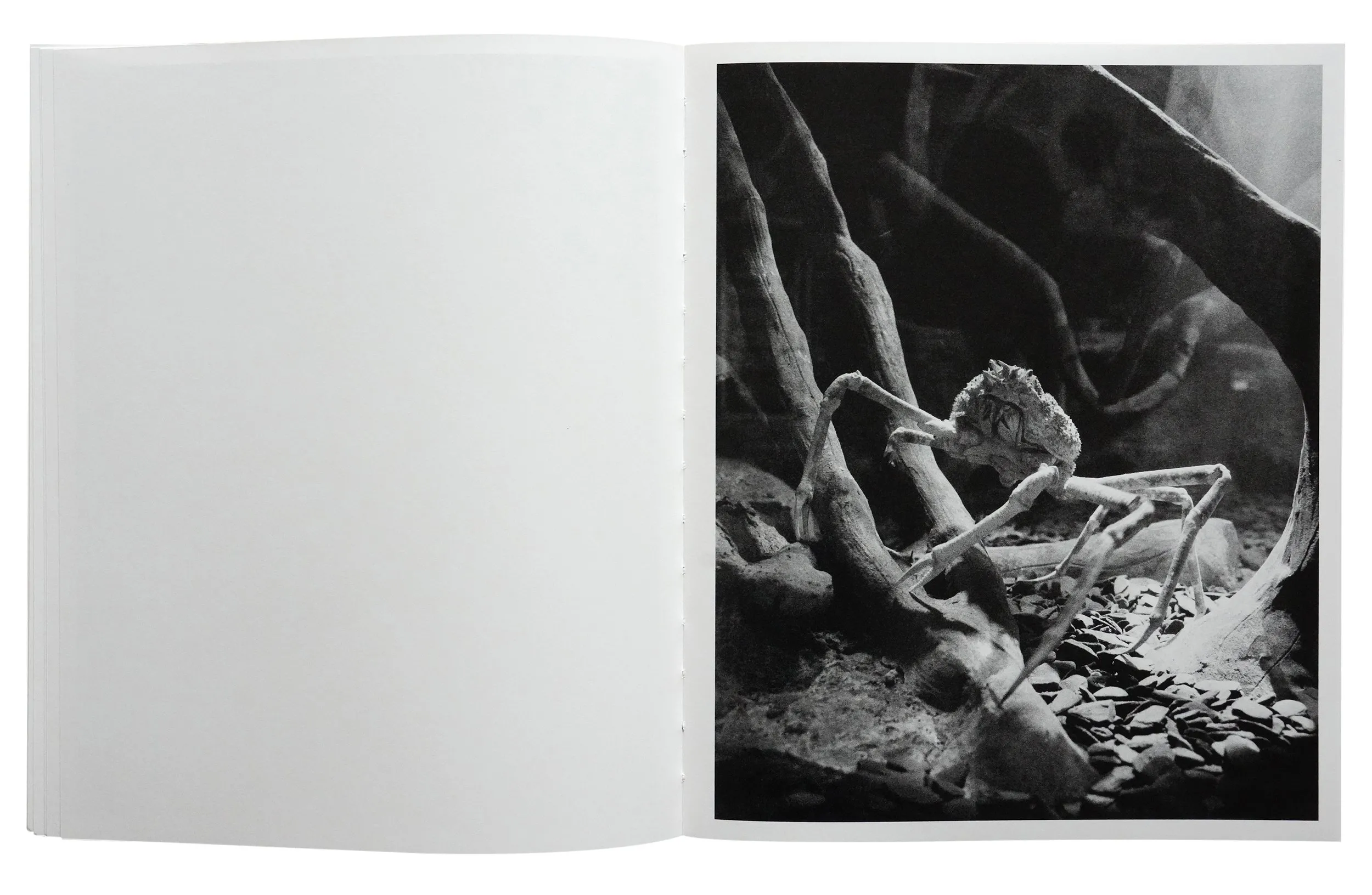 Image of Bendetta Casagrande – All Things Laid Dormant