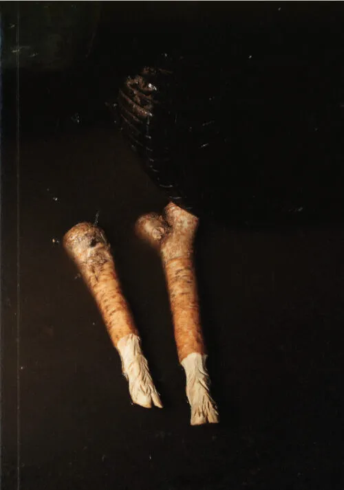 Cover Eva Kotátková – Animal Touch