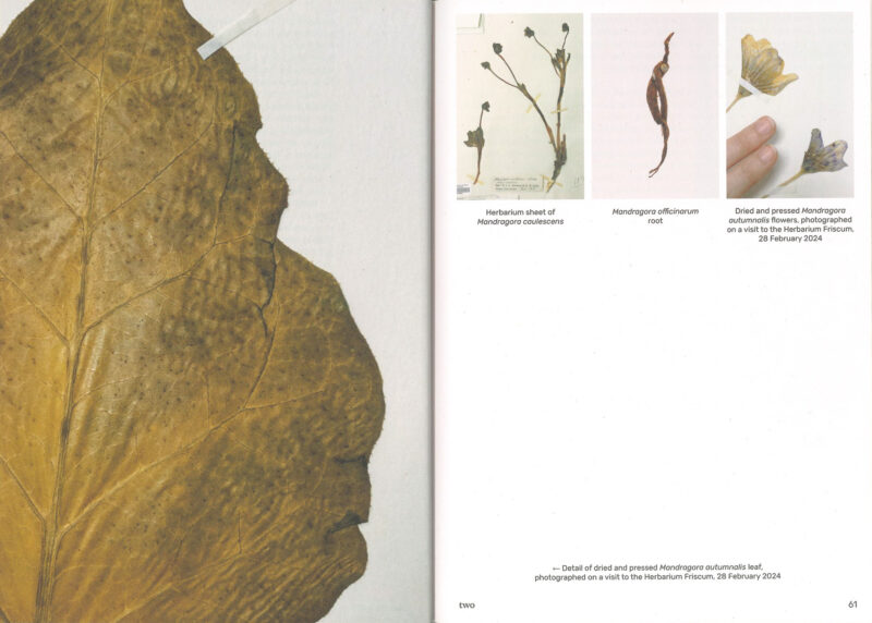 Image of Three Becomes Two Becomes One Becomes None – cosmopoiesis of mandragoras