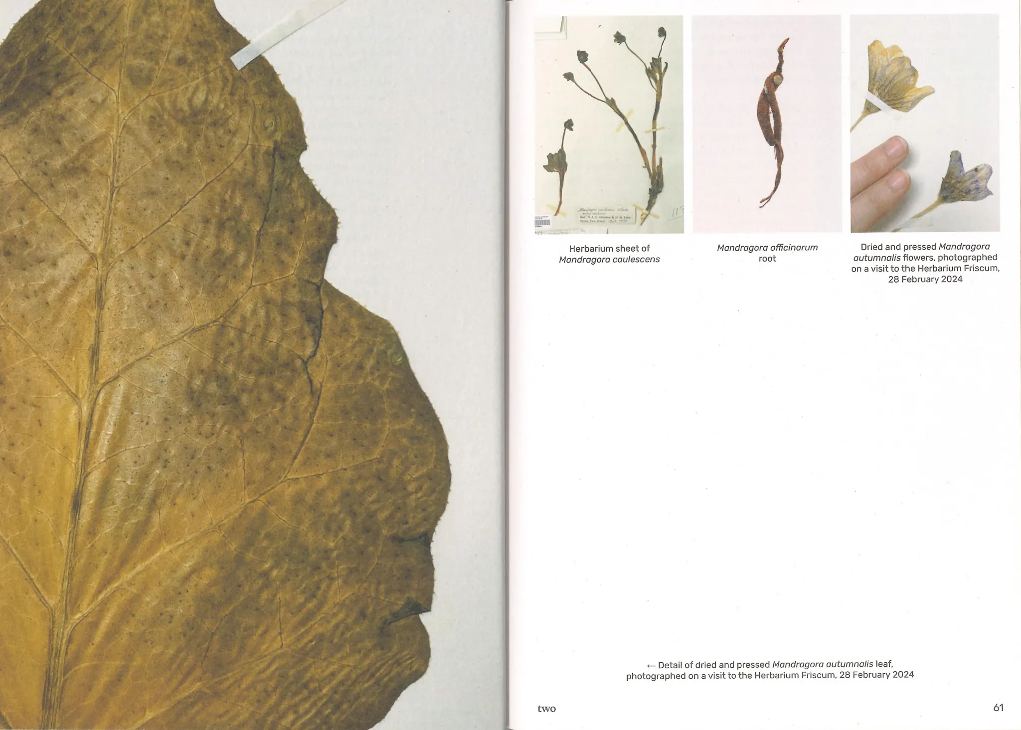 Image of Three Becomes Two Becomes One Becomes None – cosmopoiesis of mandragoras