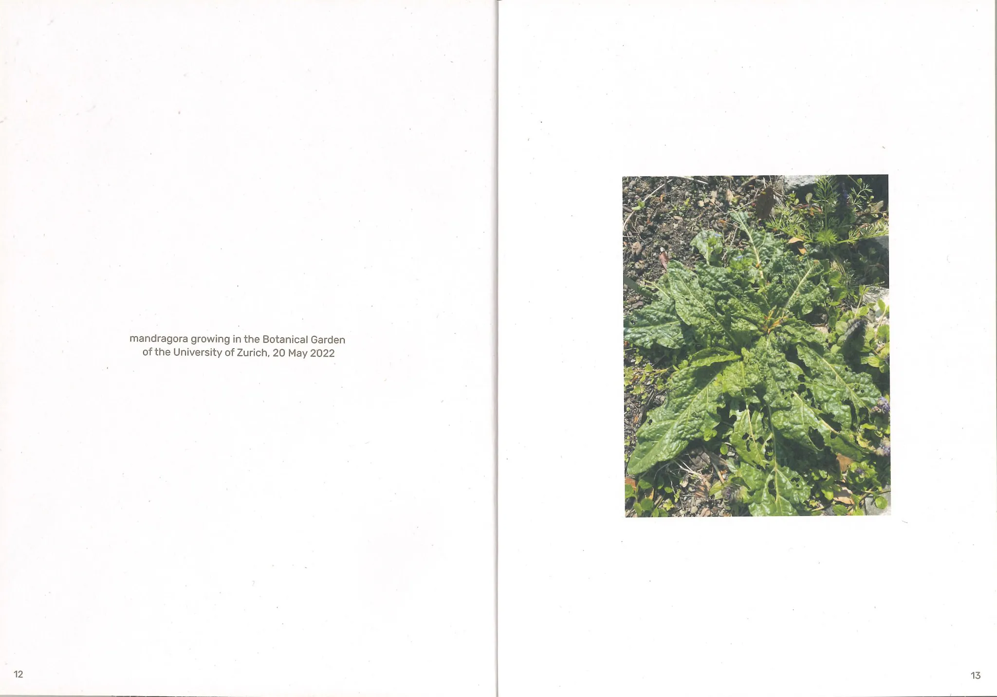 Image of Three Becomes Two Becomes One Becomes None – cosmopoiesis of mandragoras