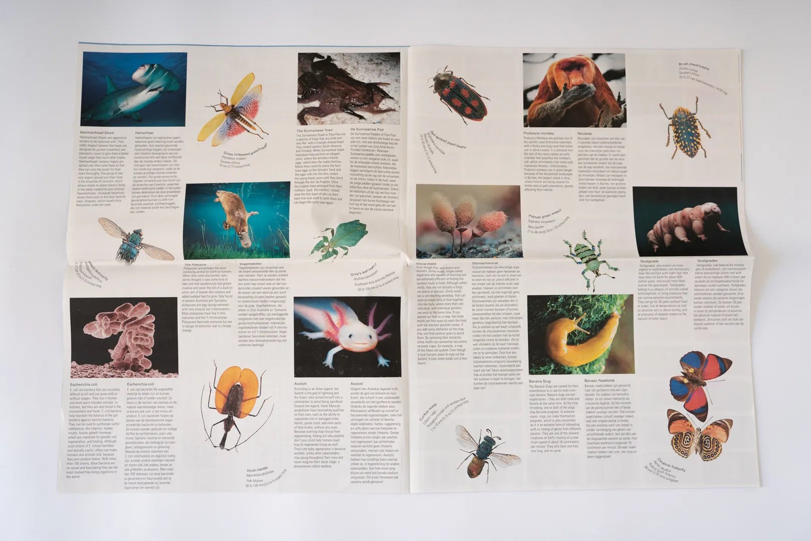 Image of Anouk Kruithof – Niet Meer Normaal