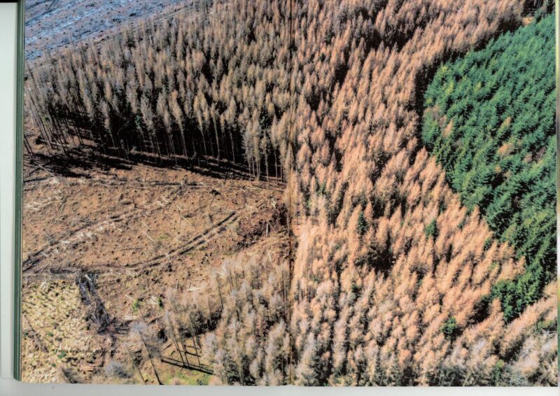 Image of Léonie von Saldern – Beetle Convicted After Spruce Found Dead Image of Léonie von Saldern – Beetle Convicted After Spruce Found Dead