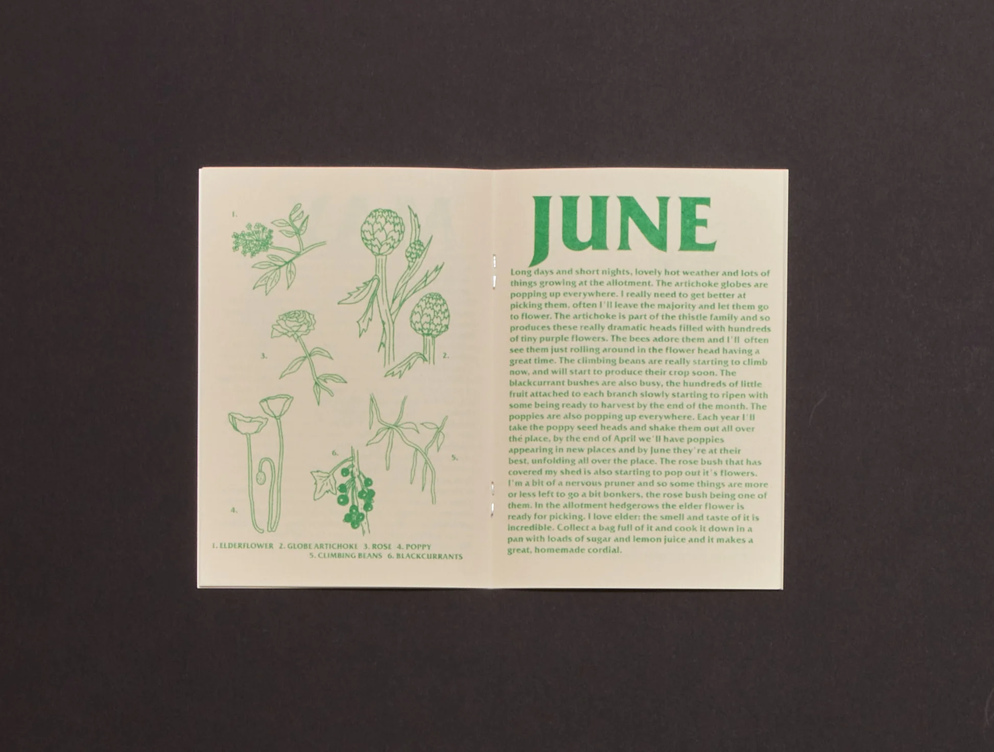 Image of A Year in the Allotment