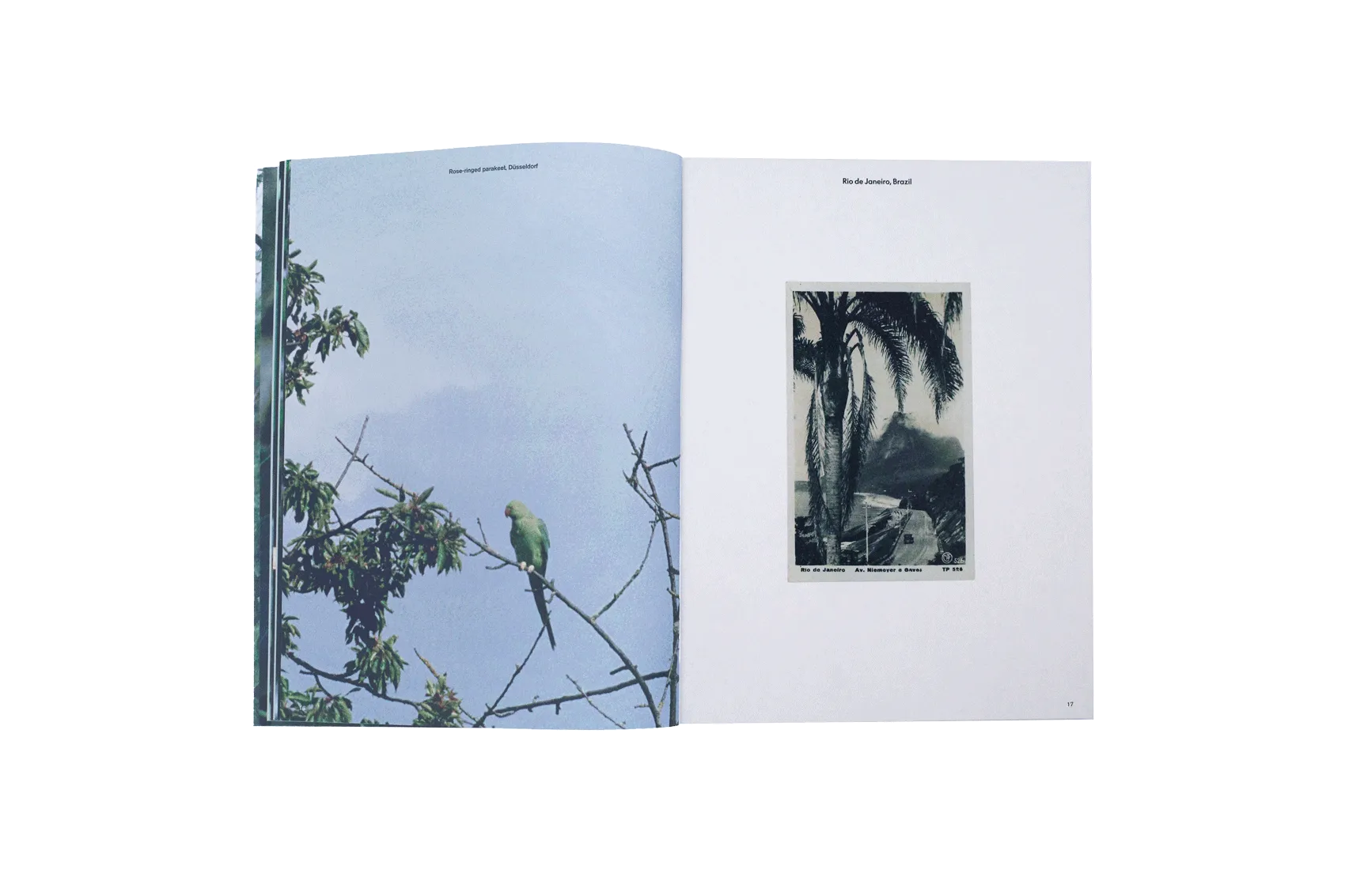 Image of Talisa Lallai – Post Tropical