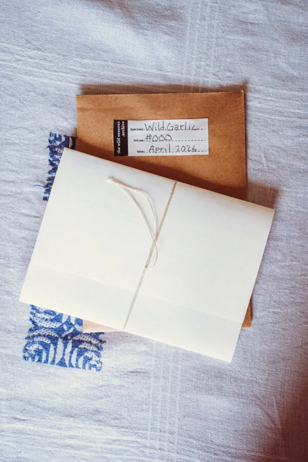 The wild seasons archive #000 Wild garlic . Published by Mottainai labs, 2026 The wild seasons archive #000 Wild garlic . Published by Mottainai labs, 2026