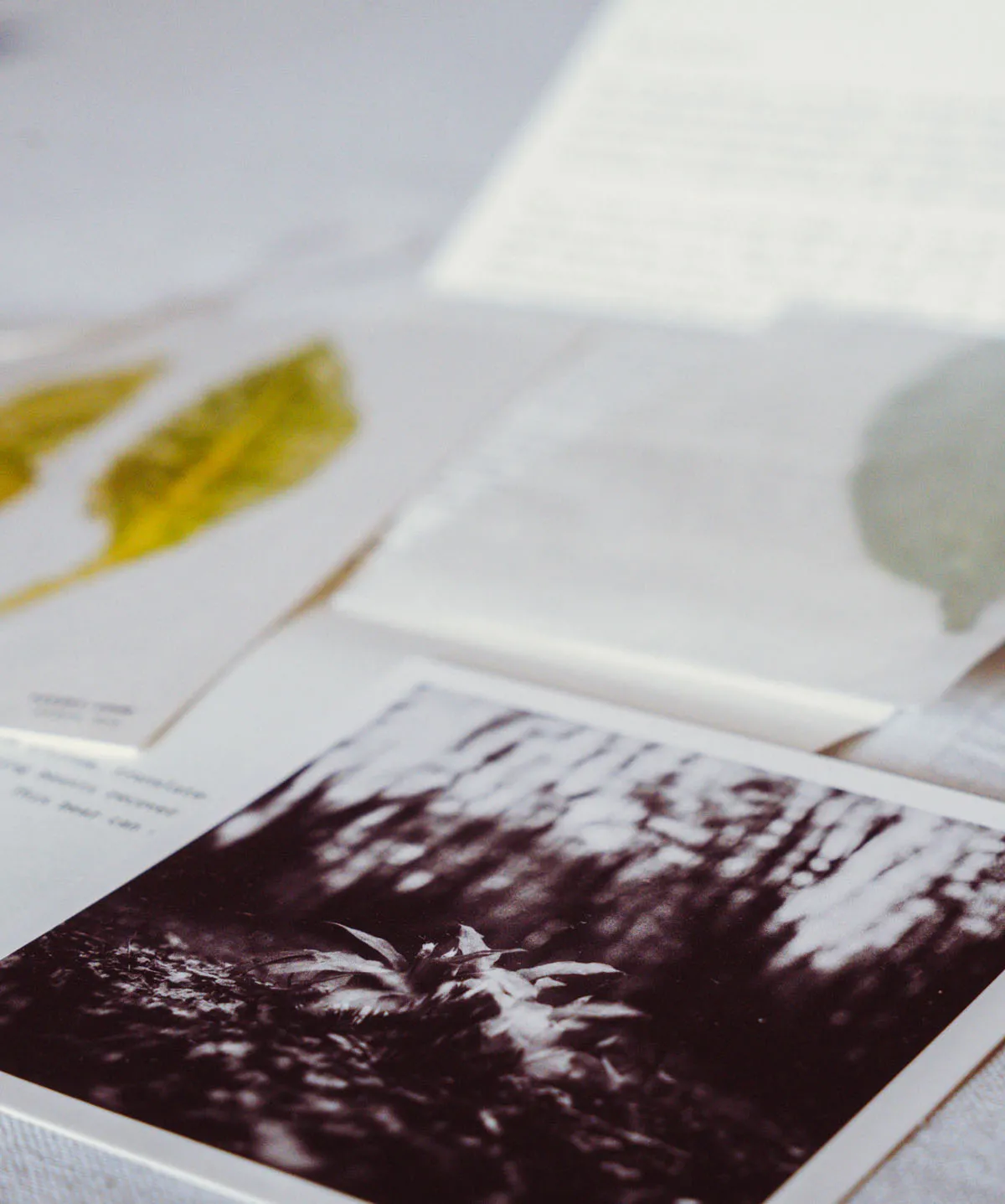 Image of The wild seasons archive #000 Wild garlic